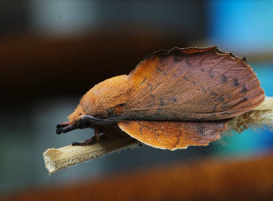 lepidottero 2 da id - Gastropacha quercifolia , Lasiocampidae