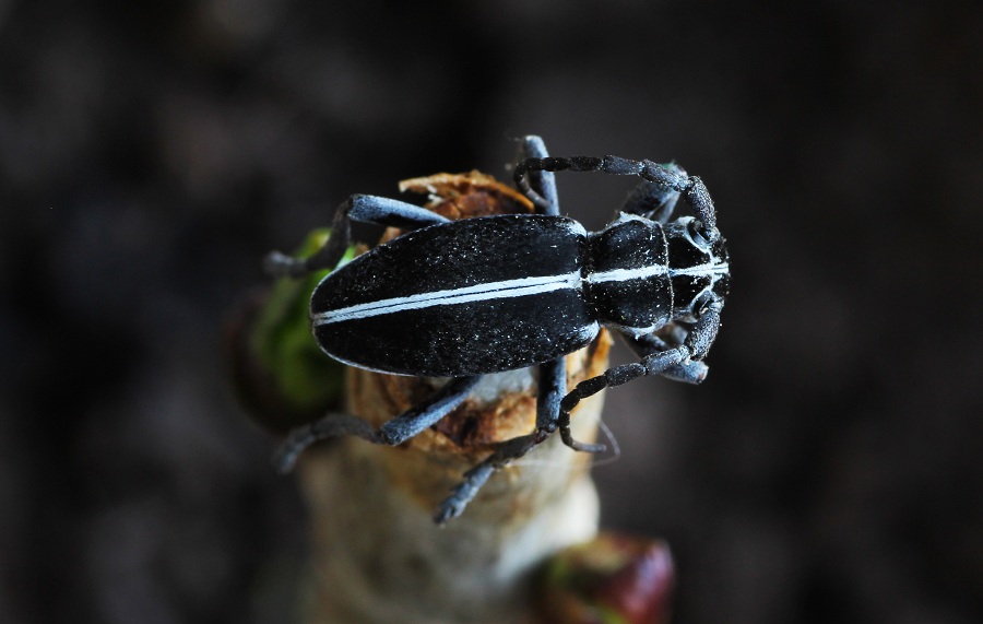 Cerambycidae: Dorcadion (Pedestredorcadion) arenarium marsicanum