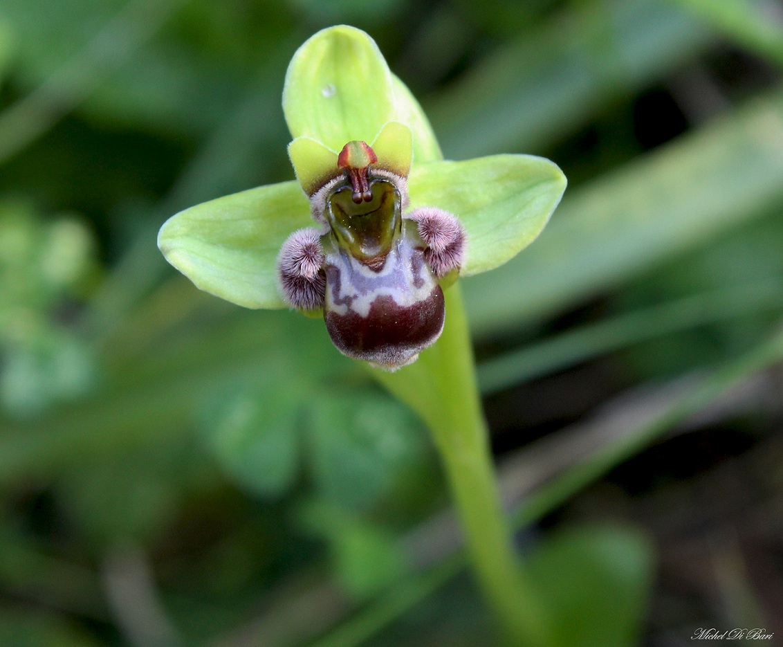 Ophrys bombyliflora