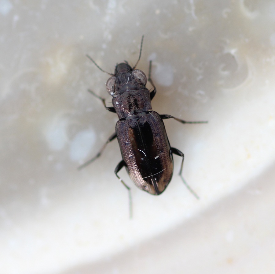 Carabidae: Notiophilus quadripunctatus