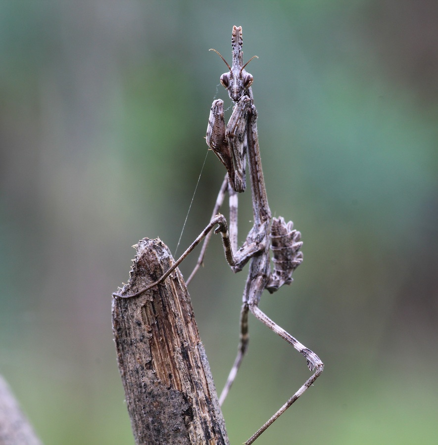 Neanide di Empusa pennata?