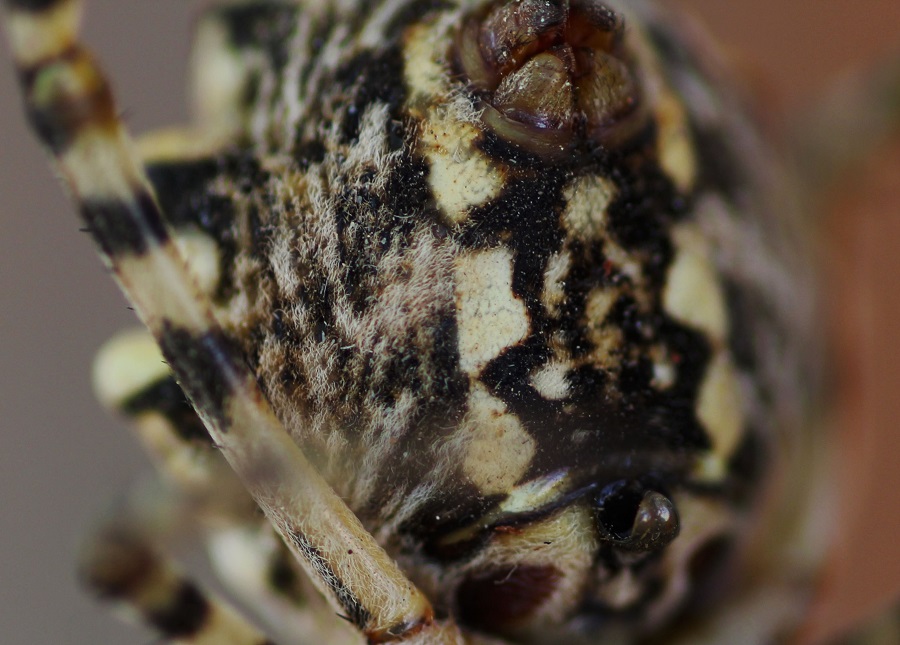 Argiope lobata (incontro ravvicinato) - Manfr. Gargano (FG)