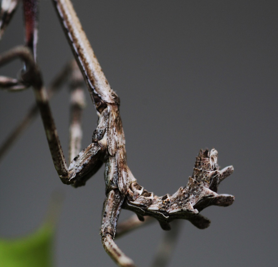 Neanide di Empusa pennata?