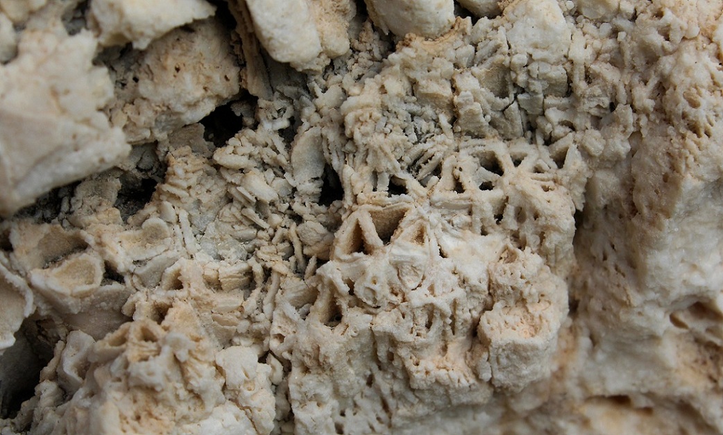 Fossili