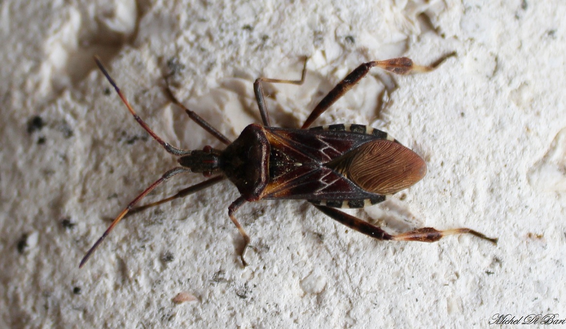 Coreidae: Leptoglossus occidentalis del Gargano