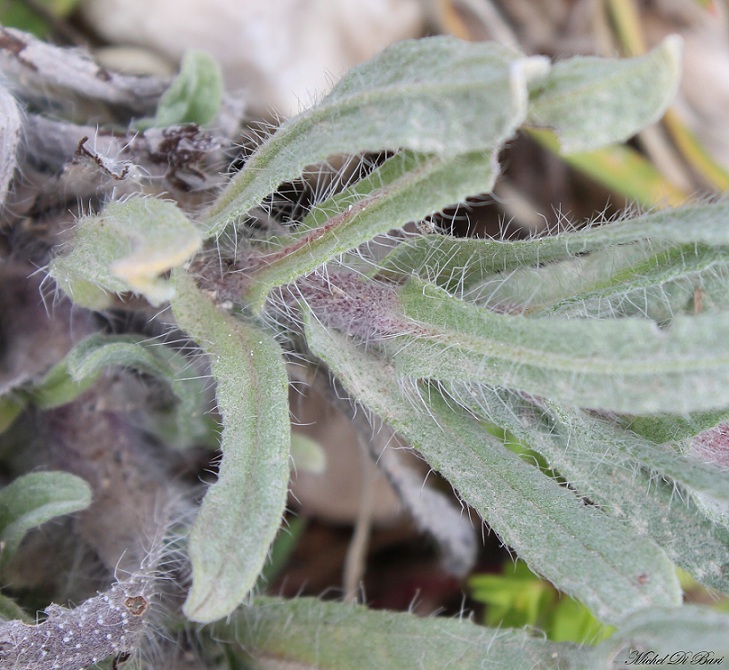 Alkanna tinctoria  / Arganetta azzurra