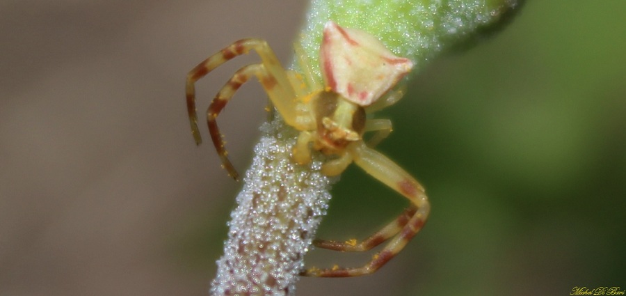 giovane maschio di Thomisus onustus - Manfredonia (FG)