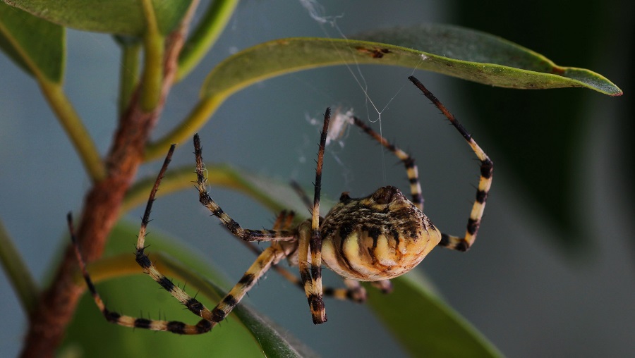 Argiope lobata (incontro ravvicinato) - Manfr. Gargano (FG)