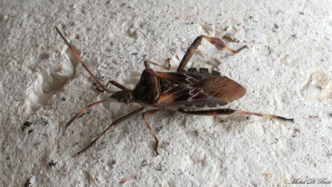 Coreidae: Leptoglossus occidentalis del Gargano