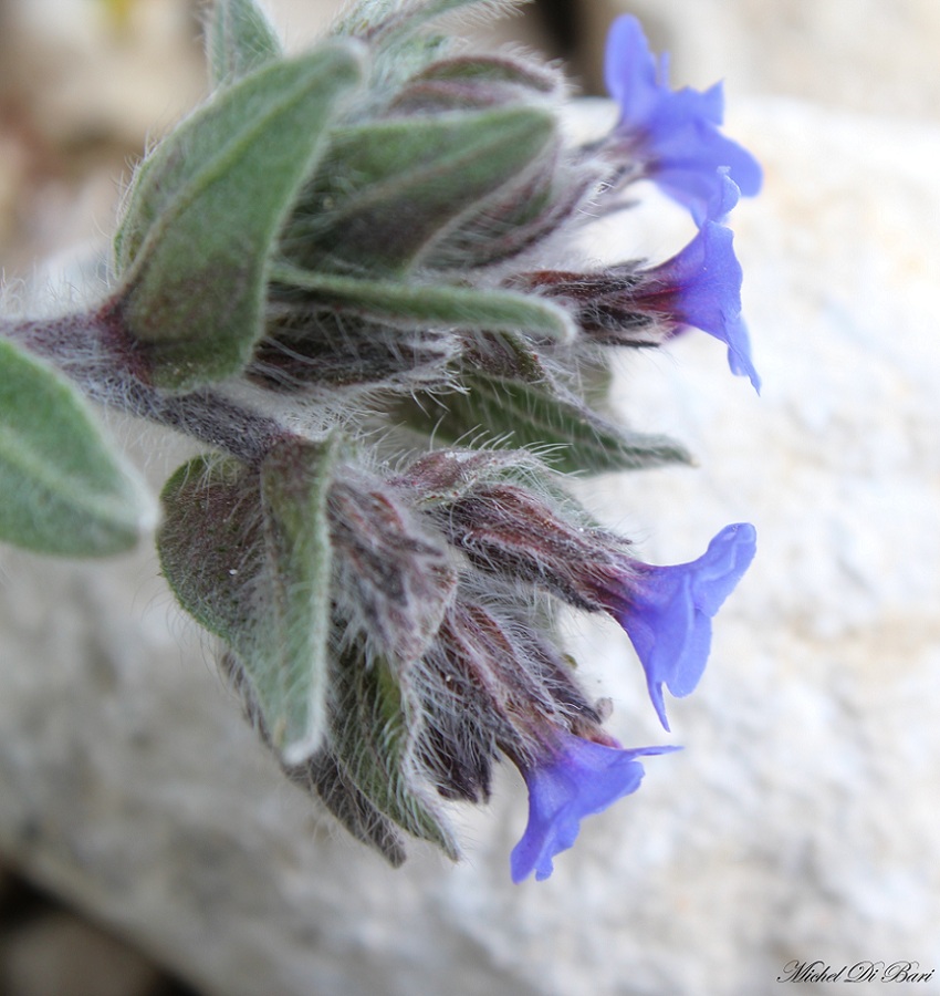 Alkanna tinctoria  / Arganetta azzurra