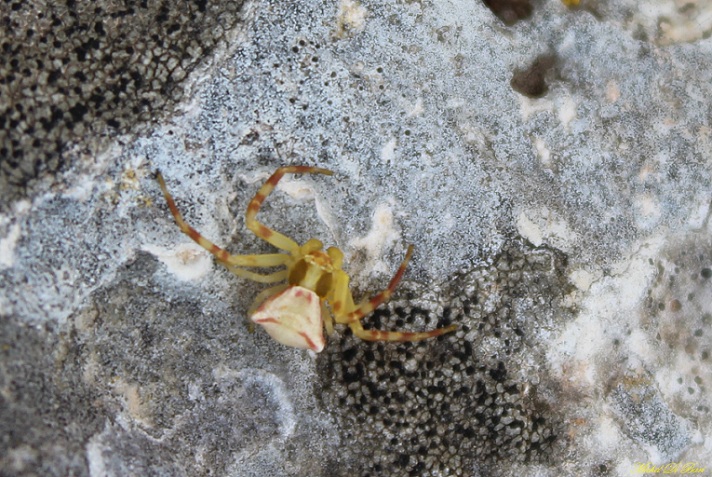 giovane maschio di Thomisus onustus - Manfredonia (FG)