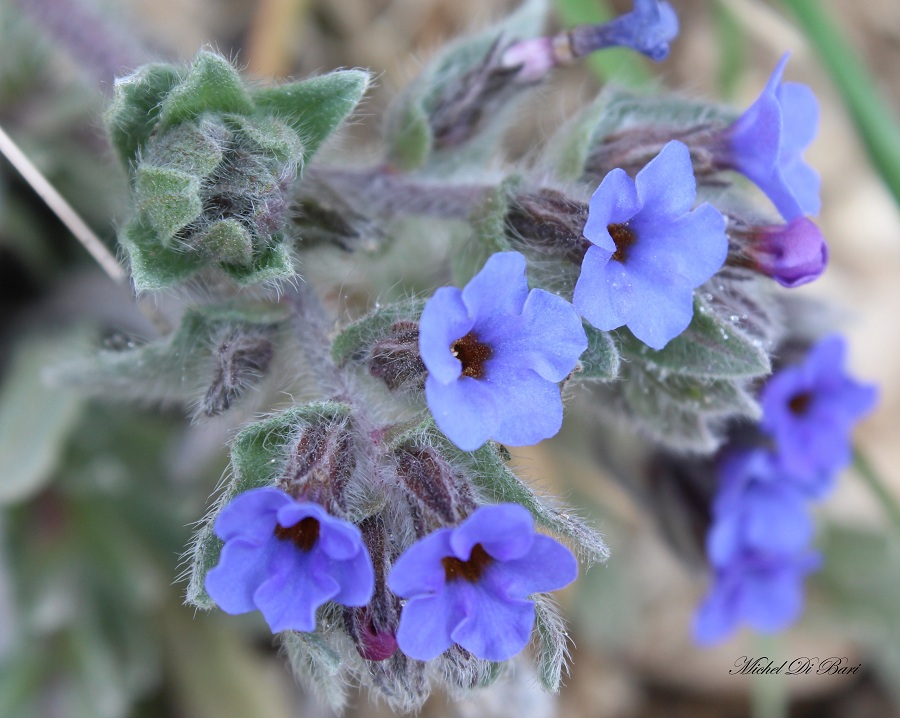 Alkanna tinctoria  / Arganetta azzurra