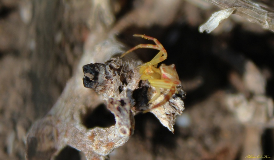 giovane maschio di Thomisus onustus - Manfredonia (FG)