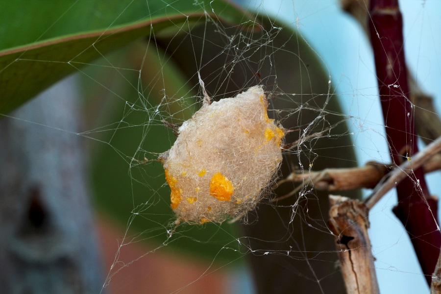 Argiope lobata (incontro ravvicinato) - Manfr. Gargano (FG)