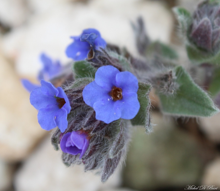 Alkanna tinctoria  / Arganetta azzurra