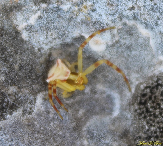 giovane maschio di Thomisus onustus - Manfredonia (FG)