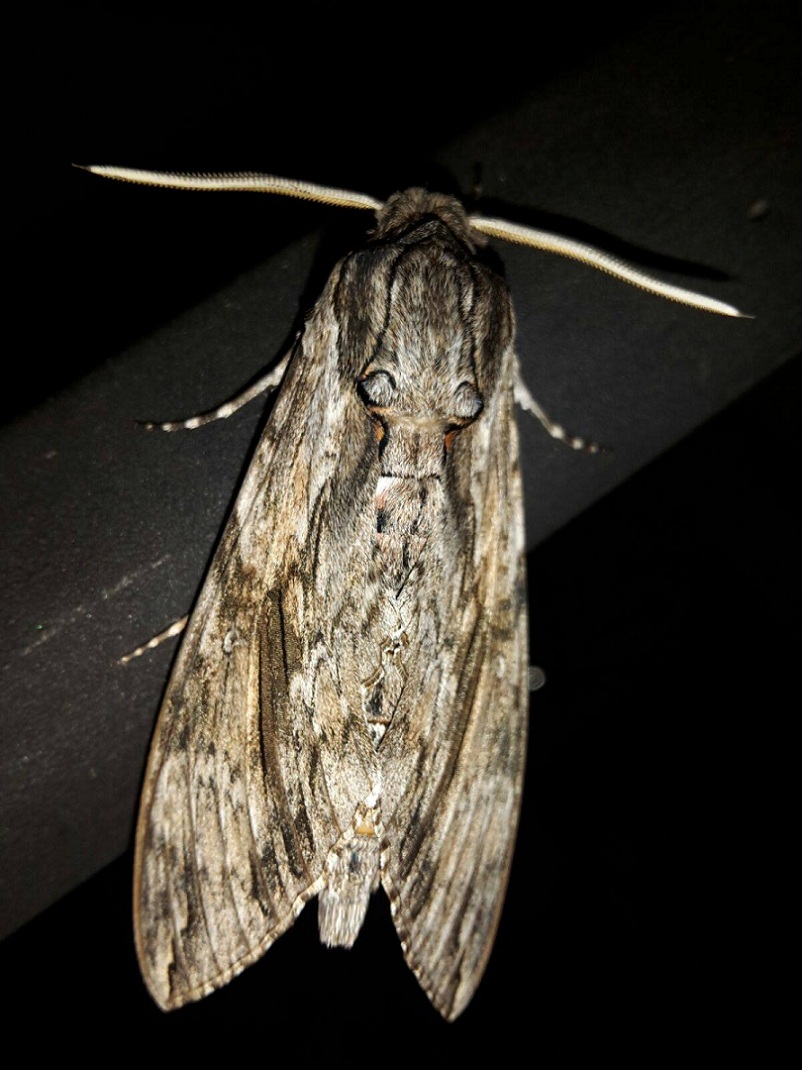 Da determinare - Agrius convolvuli, Sphingidae