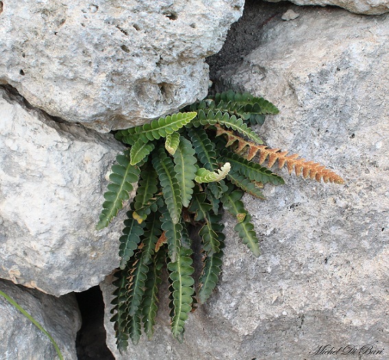 Asplenium ceterach (Ceterach officinarum)