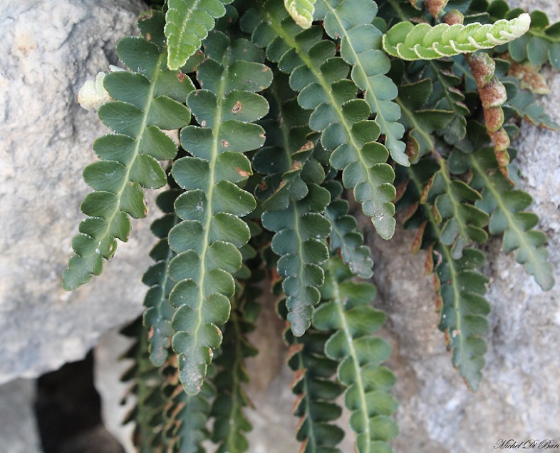 Asplenium ceterach (Ceterach officinarum)