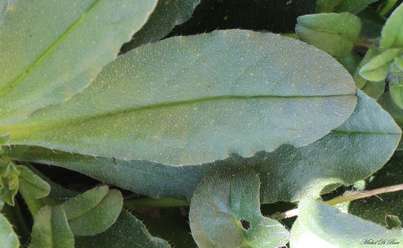 Echium parviflorum