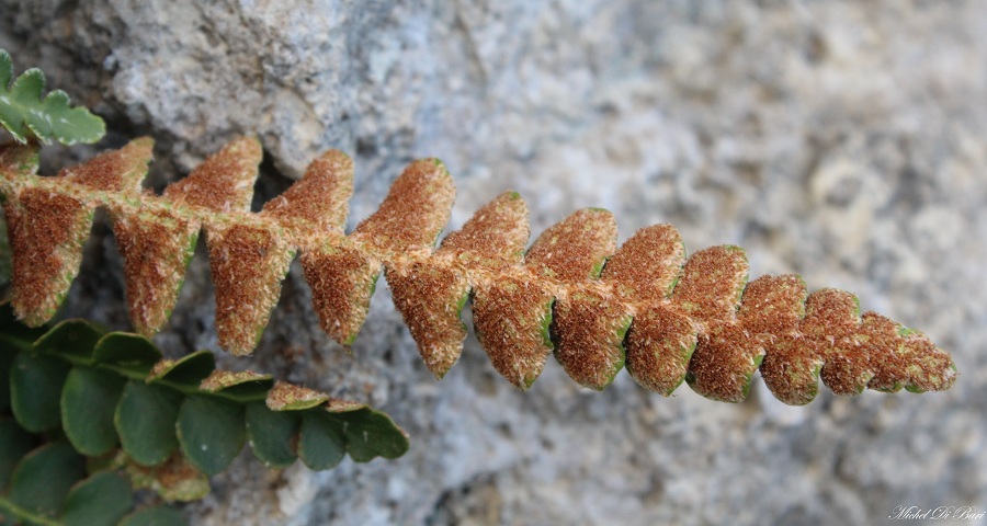 Asplenium ceterach (Ceterach officinarum)