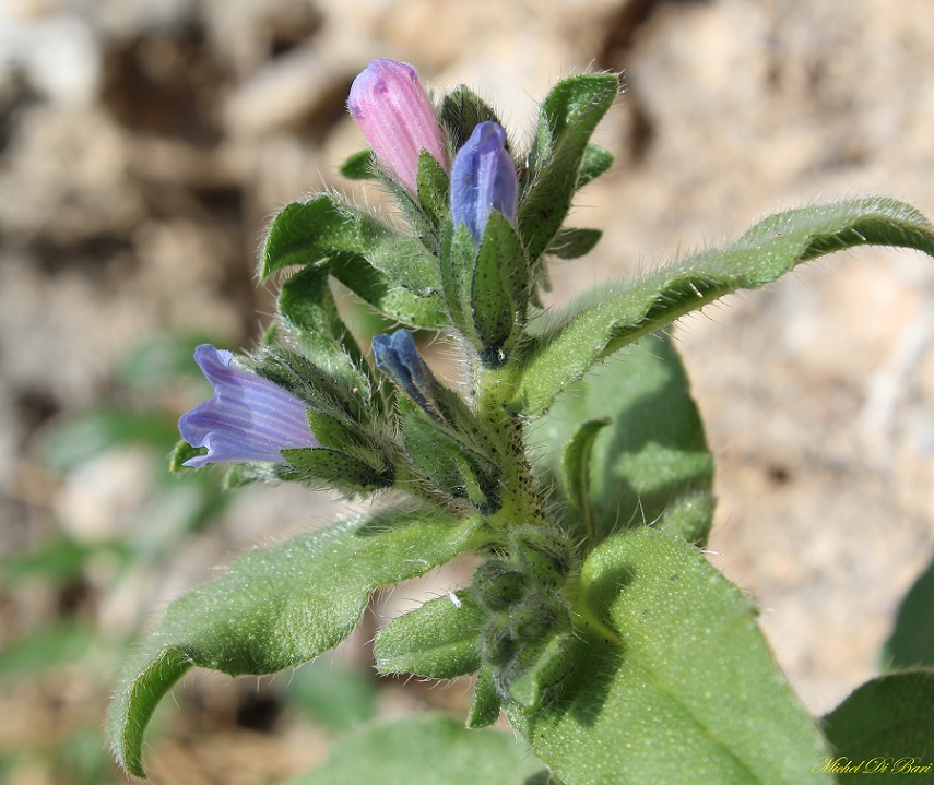 Echium parviflorum