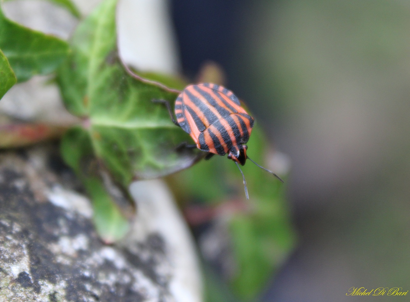 Graphosoma italicum ?