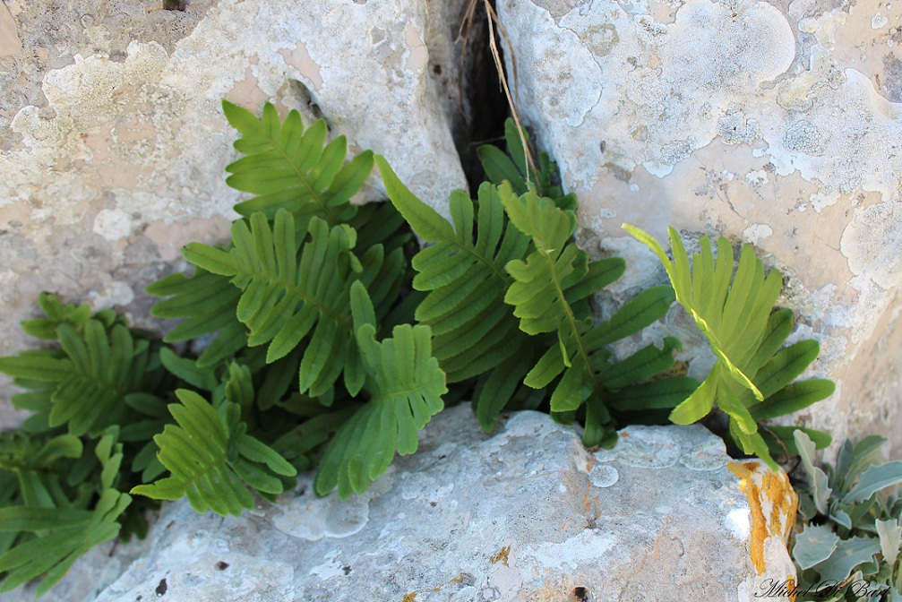 Polypodium sp.