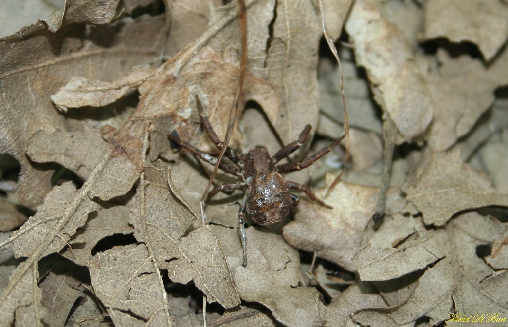 Xysticus sp. - Monte Calvo, Gargano