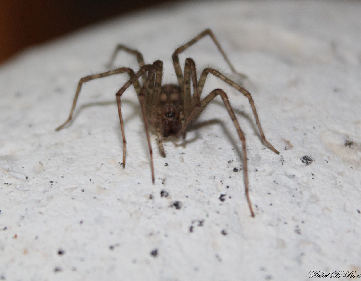 Tegenaria sp. - Gargano (FG)