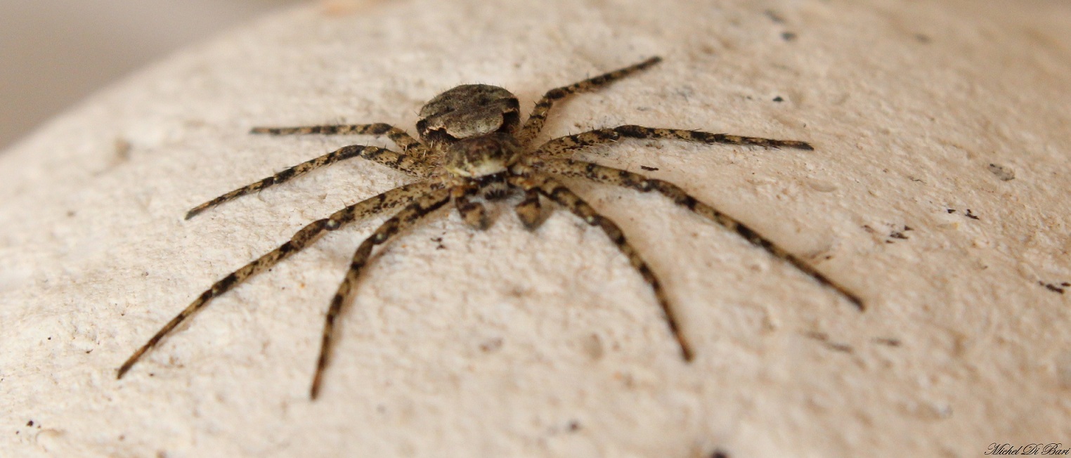 maschio di Philodromus margaritatus - Foresta Umbra (FG)