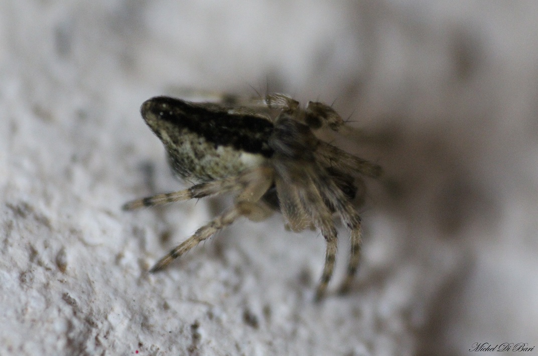 Giovane Cyclosa sp. - Gargano (FG)