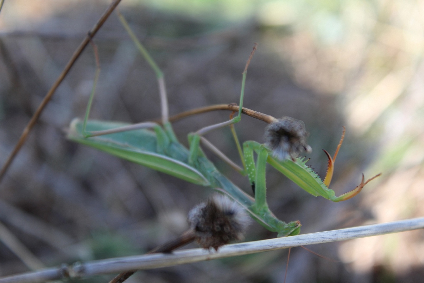 Mantide religiosa (femmina)