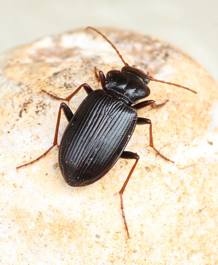 Nebria brevicollis - Carabidae