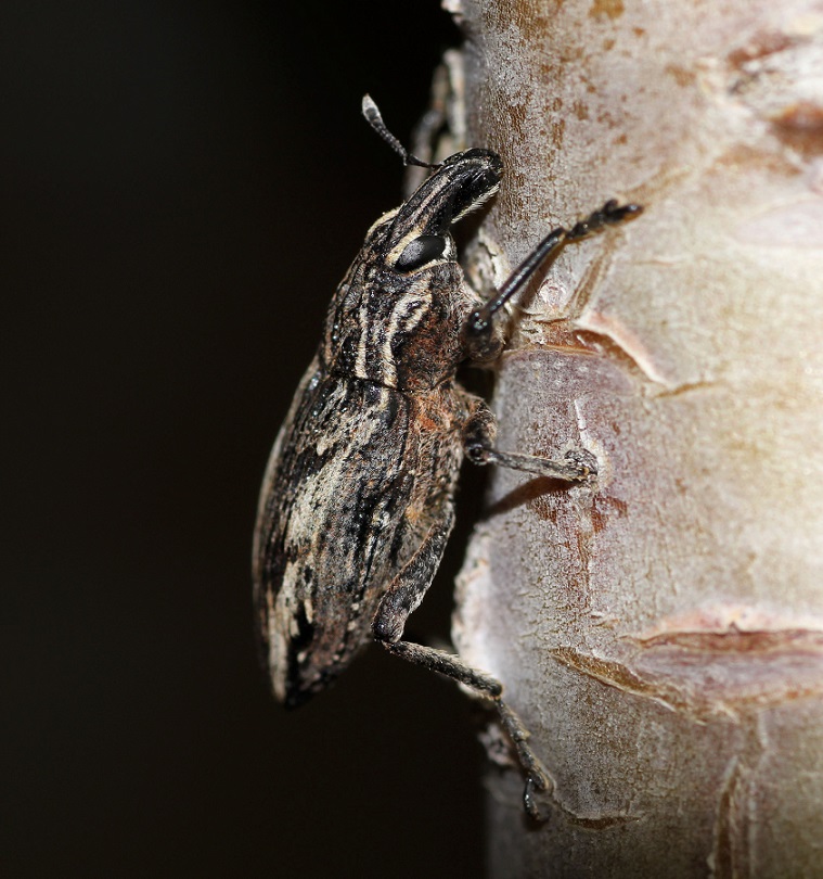 Conocleonus pseudobliquus, Curculionidae