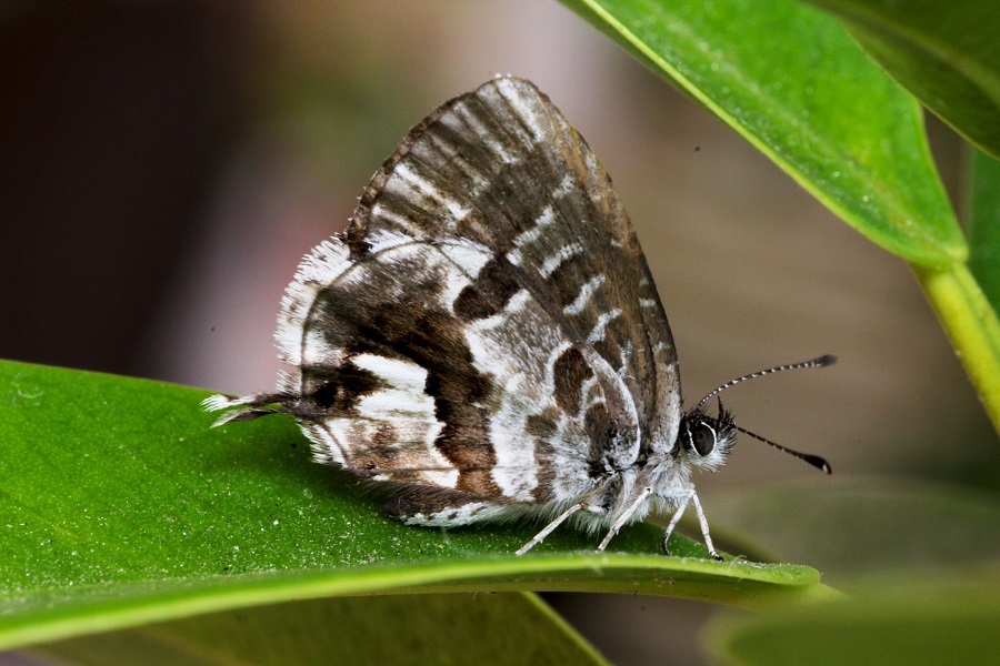 Farfalla da id - Cacyreus marshalli