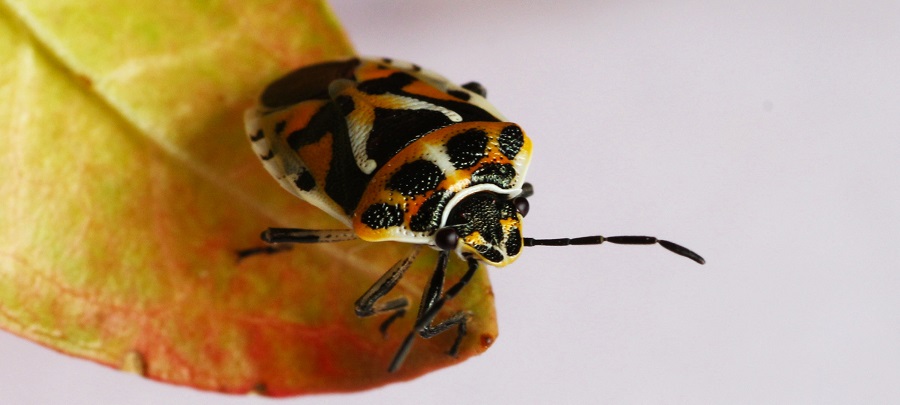 Pentatomidae: Eurydema ornata