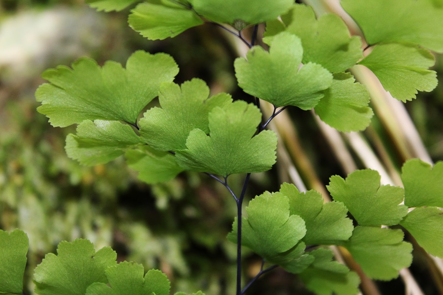 Adiantum capillus-veneris / Capelvenere