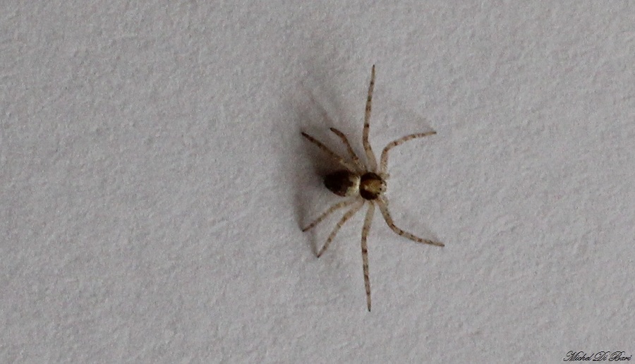 giovane Philodromus sp. - Manfredonia (FG)