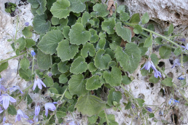 Campanula garganica/Campanula del Gargano