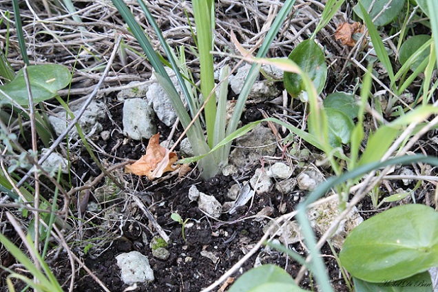 Iris tuberosa