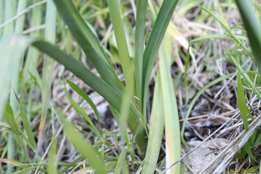 Narcissus tazetta