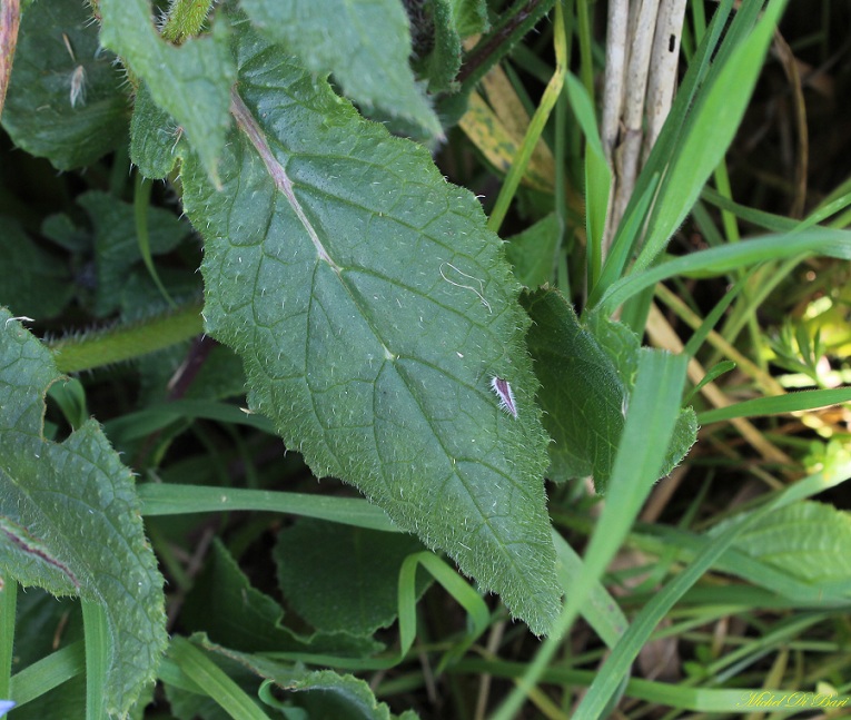 Borago officinalis