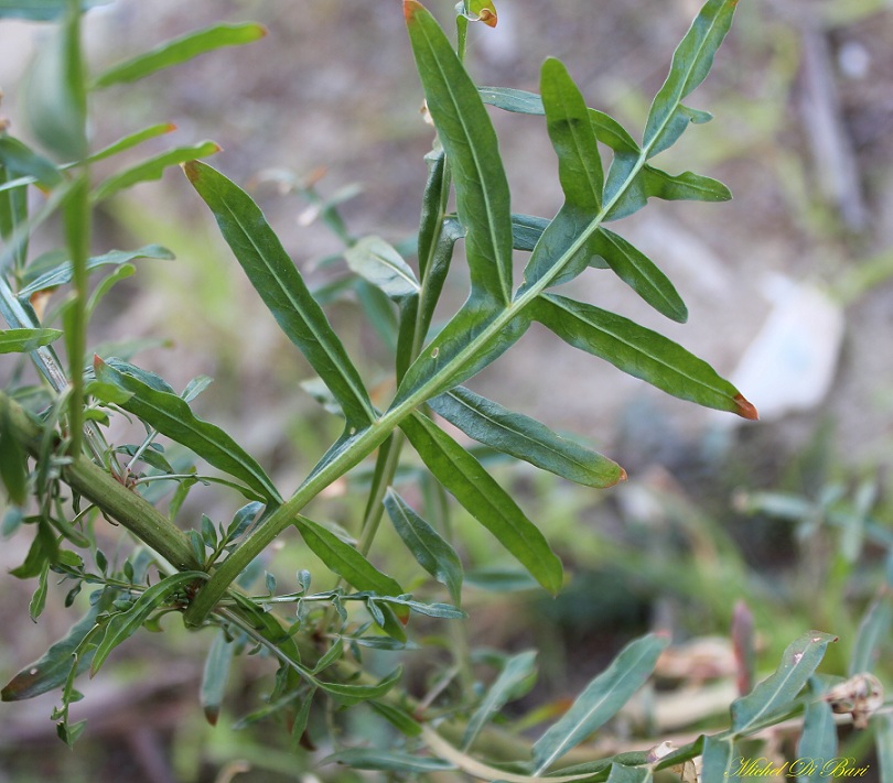 Reseda alba