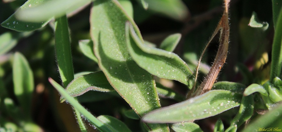 Silene colorata