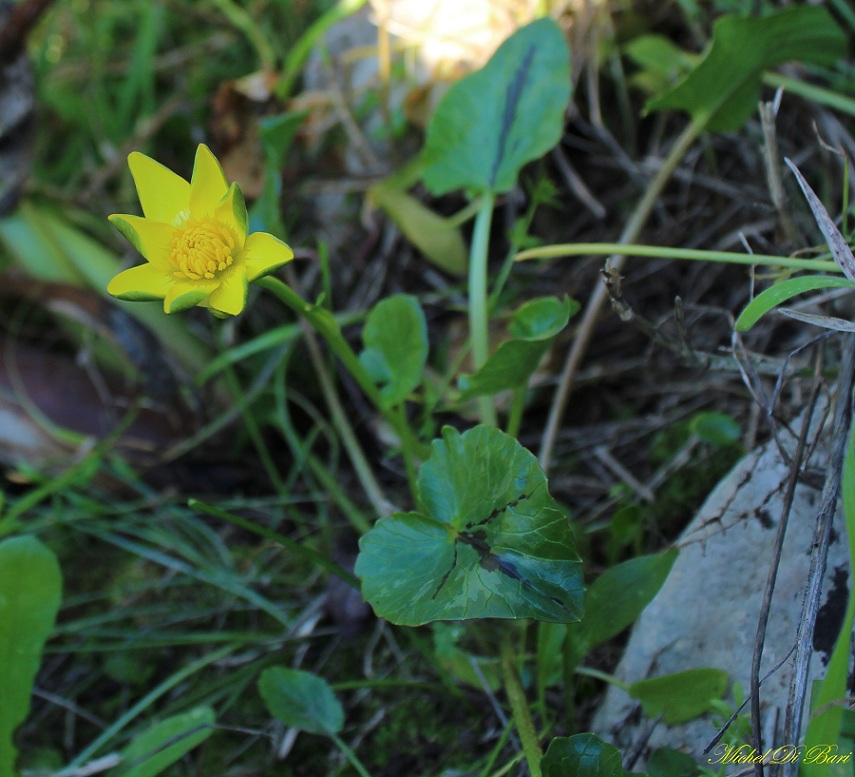 Ranunculus ficaria