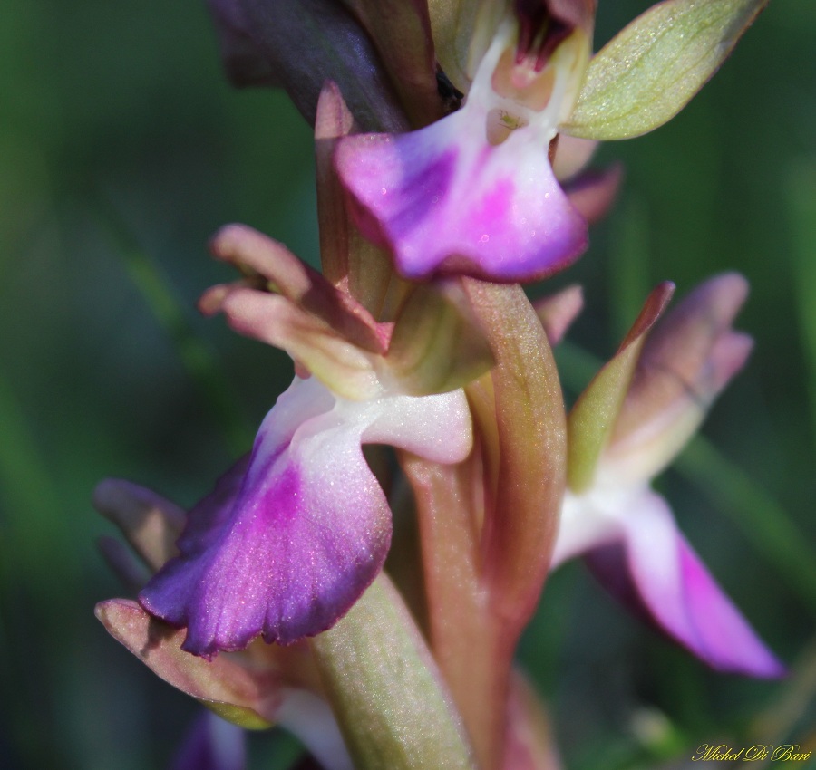 Anacamptis collina