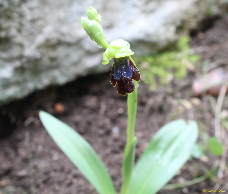 Ophrys iricolor