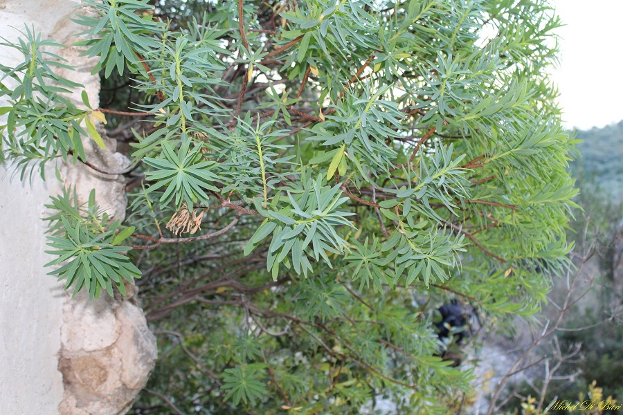 Euphorbia dendroides