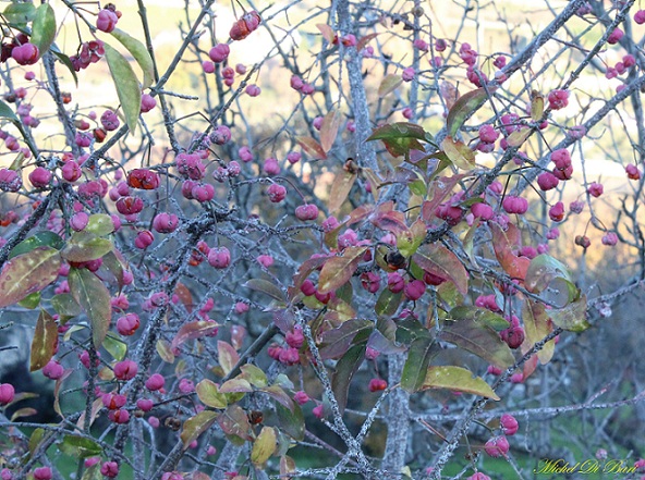 Euonymus europaeus / Berretta del prete